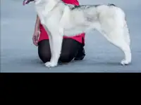 Продается щенок сибирской хаски (девочка) голубоглазая, окрас- соболинный, фотография 5