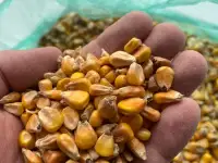 Кукуруза, фотография 5