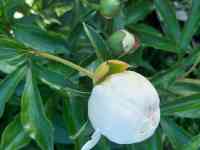 Пионы букеты Пионы с сада, фотография 7