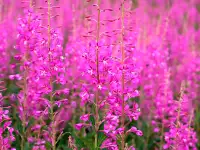 продаю лилию Марлен, кипрей, многолетние цветы, малину, вишню, сливу и др., фотография 2