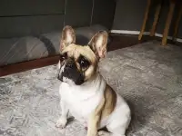 Продам щенка французского бульдога, фотография 5