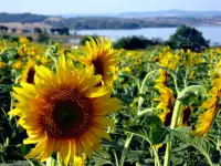 Масло растительное, подсолнечное нерафинированное, фотография 3