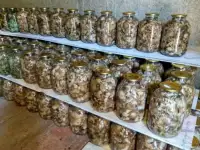 продам грибы вешанка, фотография 3