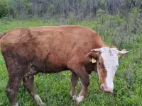 Корова первотел покрытая  ее бычок, фотография 3