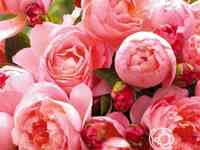 Роза дам де шенонсо, дельбар