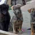 Отдам щенков дворняжек, любящим этих милых, неприхотливых и верных охранников, людям., фотография 2