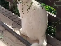 Пропал кот. Мкр. Тассай, г. Шымкент