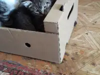 Продам пушистого КАМИКА, фотография 2