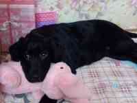 Продам щенков лабрадора ретривера, фотография 5