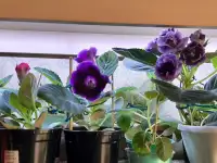 Продам цветы дешево, фотография 12