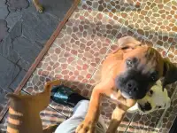 Продаю щенков немецкого боксёра, фотография 2