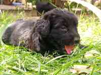 Отдам щенят, фотография 8