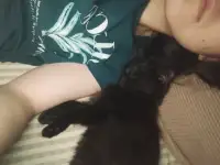 Отдам котенка в добрые руки, фотография 4