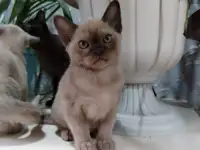 БУРМАНСКИЕ КОТЯТА С РОДОСЛОВНОЙ  АЛМАТЫ  доставка по Кз и в другие страны присутствует, фотография 2