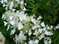 Гортензия матильда