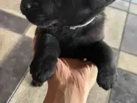 Лобрадор 6месяцев, фотография 2