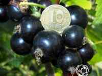 Смородина Орловский вальс черная