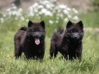 Евразиер! Очень редкая порода!, фотография 2