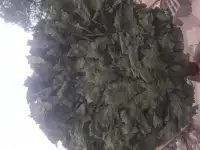 Продам дубовые веники, фотография 2