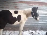 Продам лошадей, фотография 3