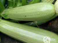 Семена Кабачок Сангрум F1 3шт