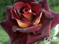 Роза эдди митчел/дак найт, мейян