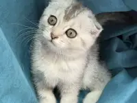 Продам котят. Породы серебристая шиншилла, фотография 4