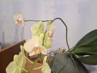 Продам орхидеи, фотография 4