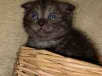 Продам котят мальчиков и девочек., фотография 5