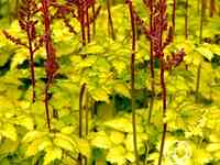 Астильба Колор Флэш Лайм китайская