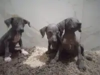 Продам щенков ксоло, фотография 8