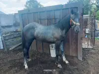 Продам лошадей Орловской породы в Усть - Каменогорске, фотография 4