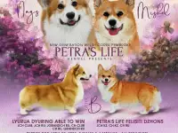 Продам щенков вельш корги пемброк, фотография 6