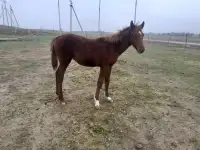 табун породистых лошадей, фотография 7