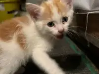 Отдам котят в хорошие руки, фотография 9