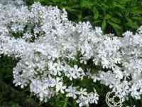 Флокс растопыренный Уайт Парфюм