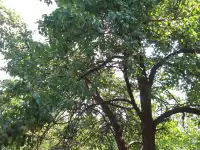 Продам участок, Алтын орда