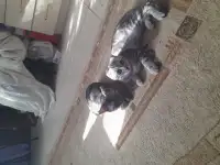 Продам двух Шотланских кошек вислоухую и прямоухую по  5 месяцев