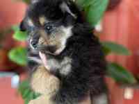 Шпицы. Радость в дом!, фотография 3