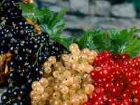 Саженцы смородины