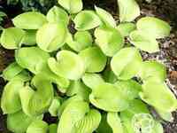 Хоста глед тидинс (m)