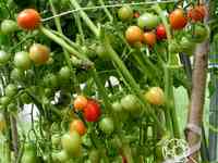 Семена Томат Детский сладкий Сливка