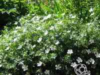 Герань садовая Альбум