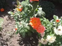 Садовник, фотография 2