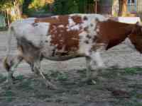 Продам коров, фотография 2