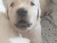 Продаются щенки породы Золотистый Ретривер, фотография 2