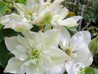 Клематис беби стар (2)