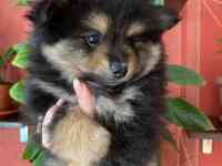 Шпицы. Радость в дом!, фотография 4