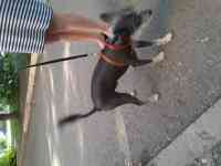 Нашли кобелька Китайскую хохлатую. Ищем хозяина или любителя такой породы, фотография 3