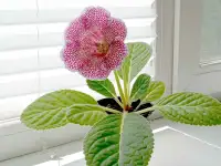 Глоксинии. Комнатные цветы., фотография 8